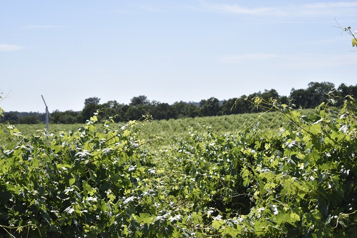 Lodi wine tasting tours Customized private 1 to 14 passenger - Photo 1 of 12
